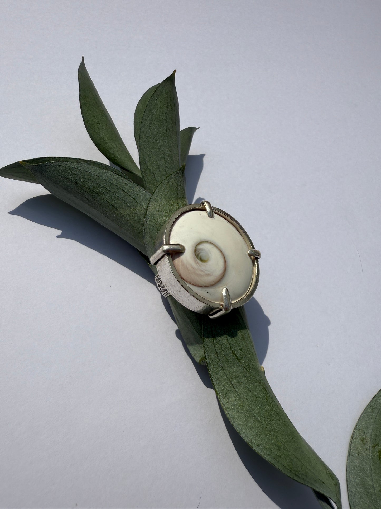 High Tide Ocean Rhythm Ring: Sterling Silver & Round Shiva Shell - size 8.25