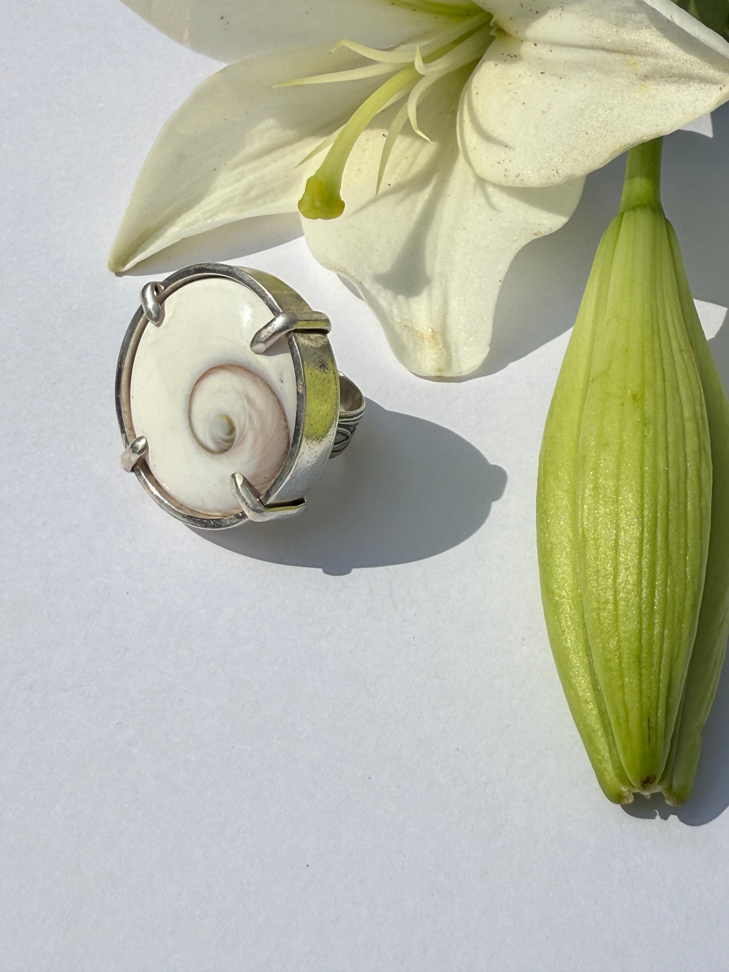 High Tide Ocean Rhythm Ring: Sterling Silver & Round Shiva Shell - size 8.25