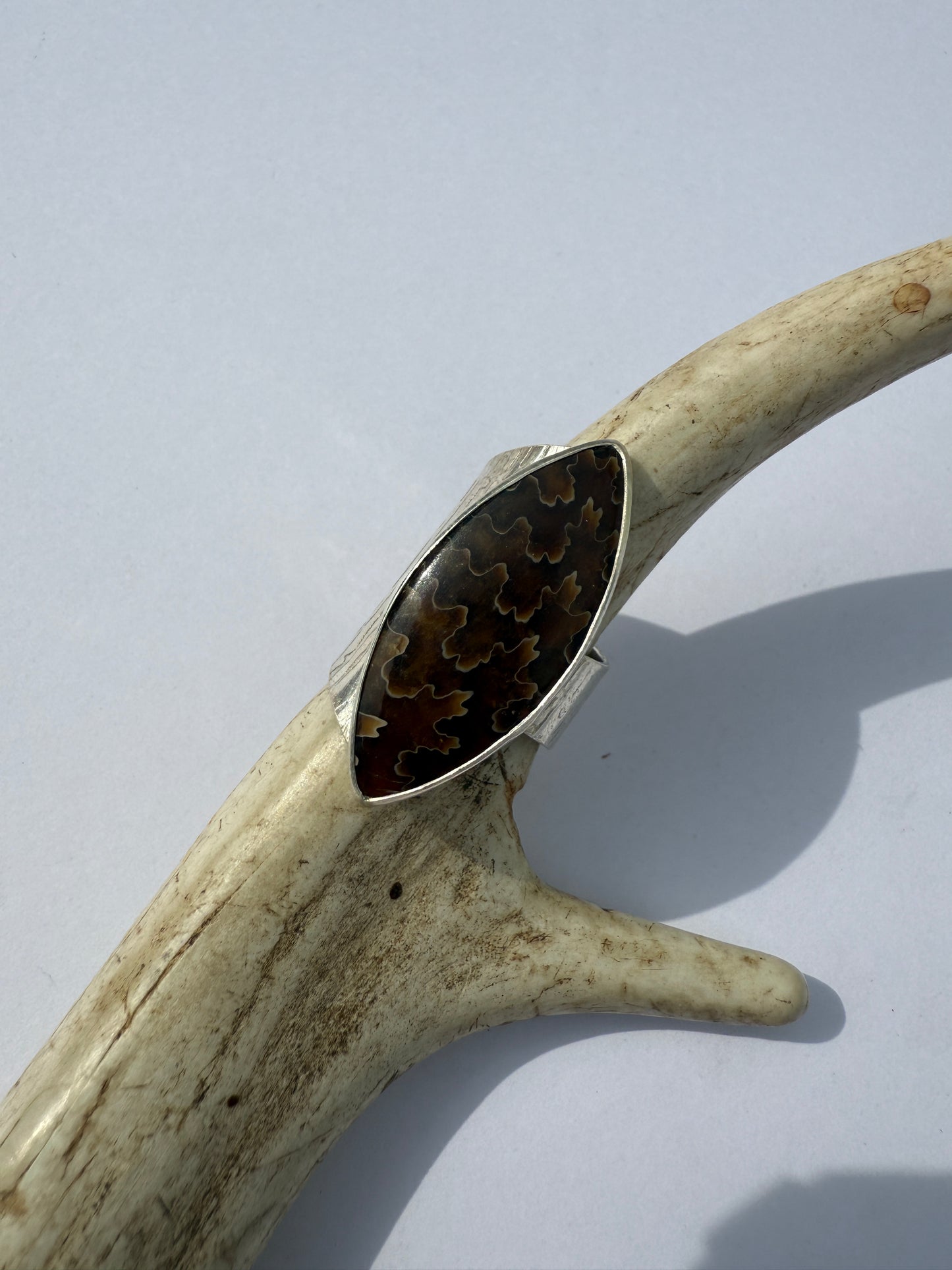 Ancient Wood Spiral Ring: Sterling Silver & Sutured Ammonite - size 7