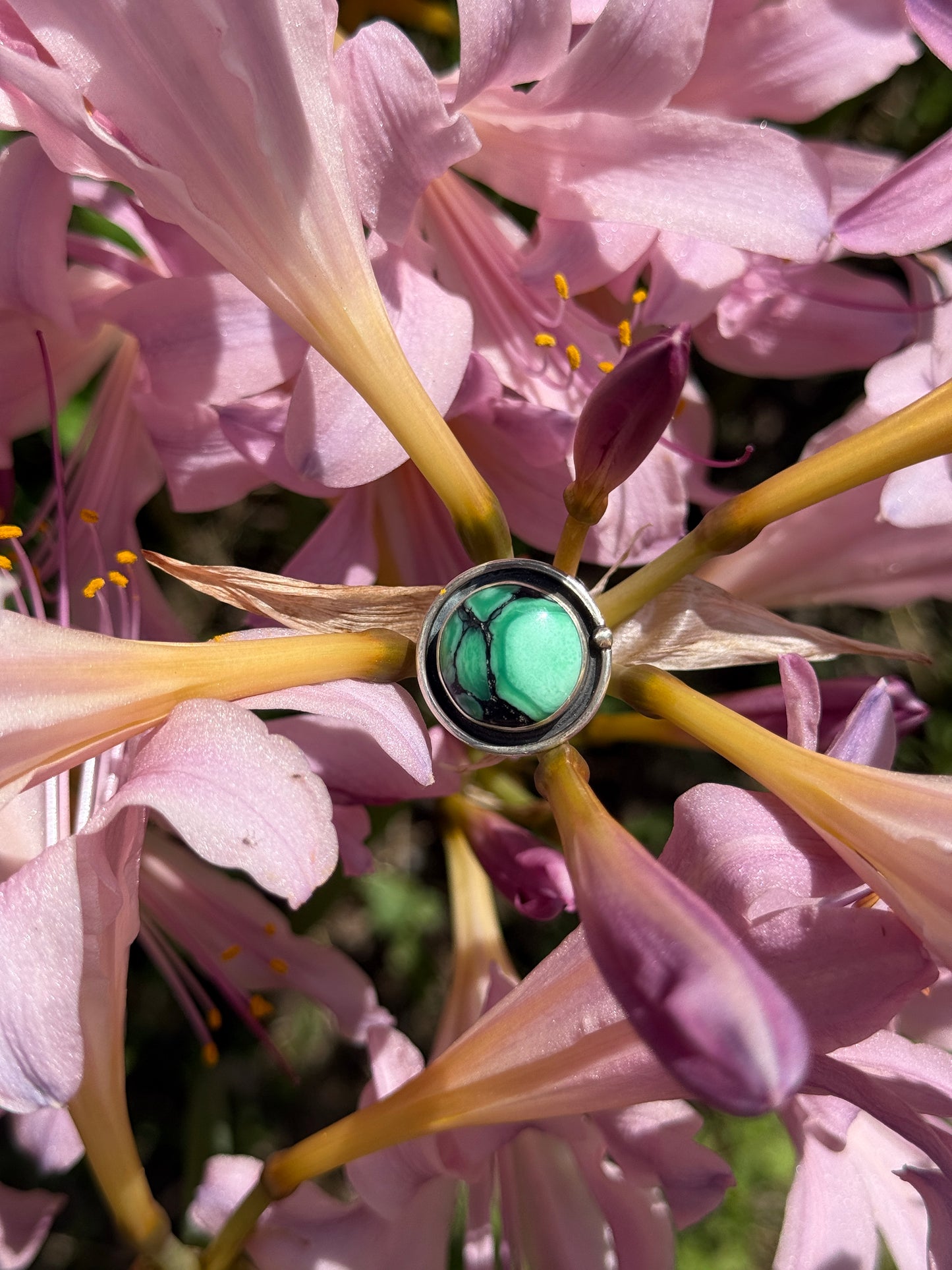 Desert Awakenings Ring: Sterling Silver & Desert Oasis Variscite - size 7