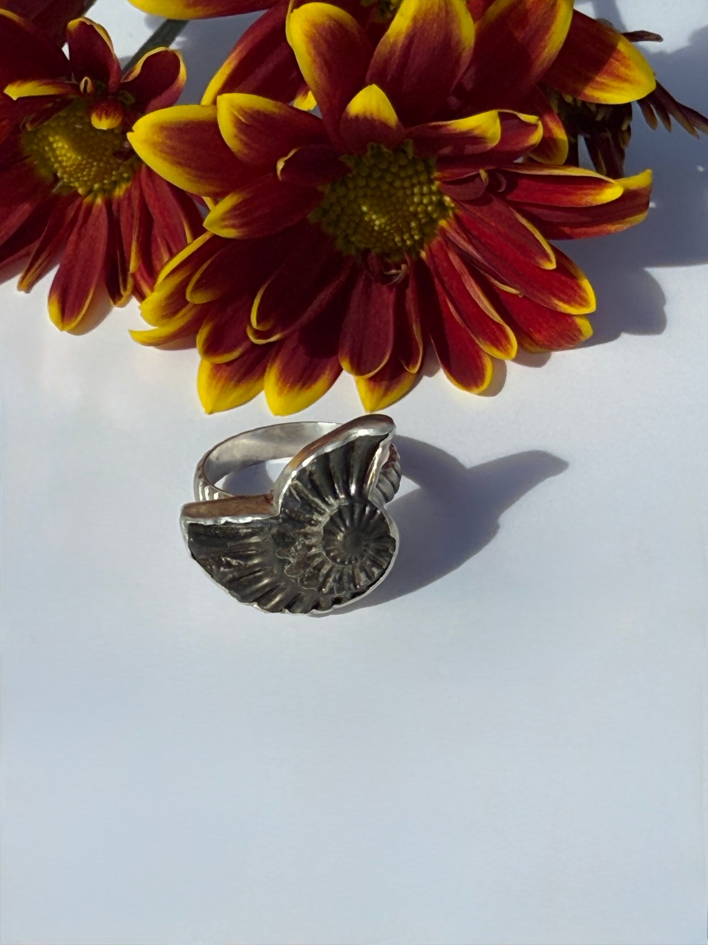 Eternal Spiral Ring: Sterling Silver & Pyritized Ammonite - size 6