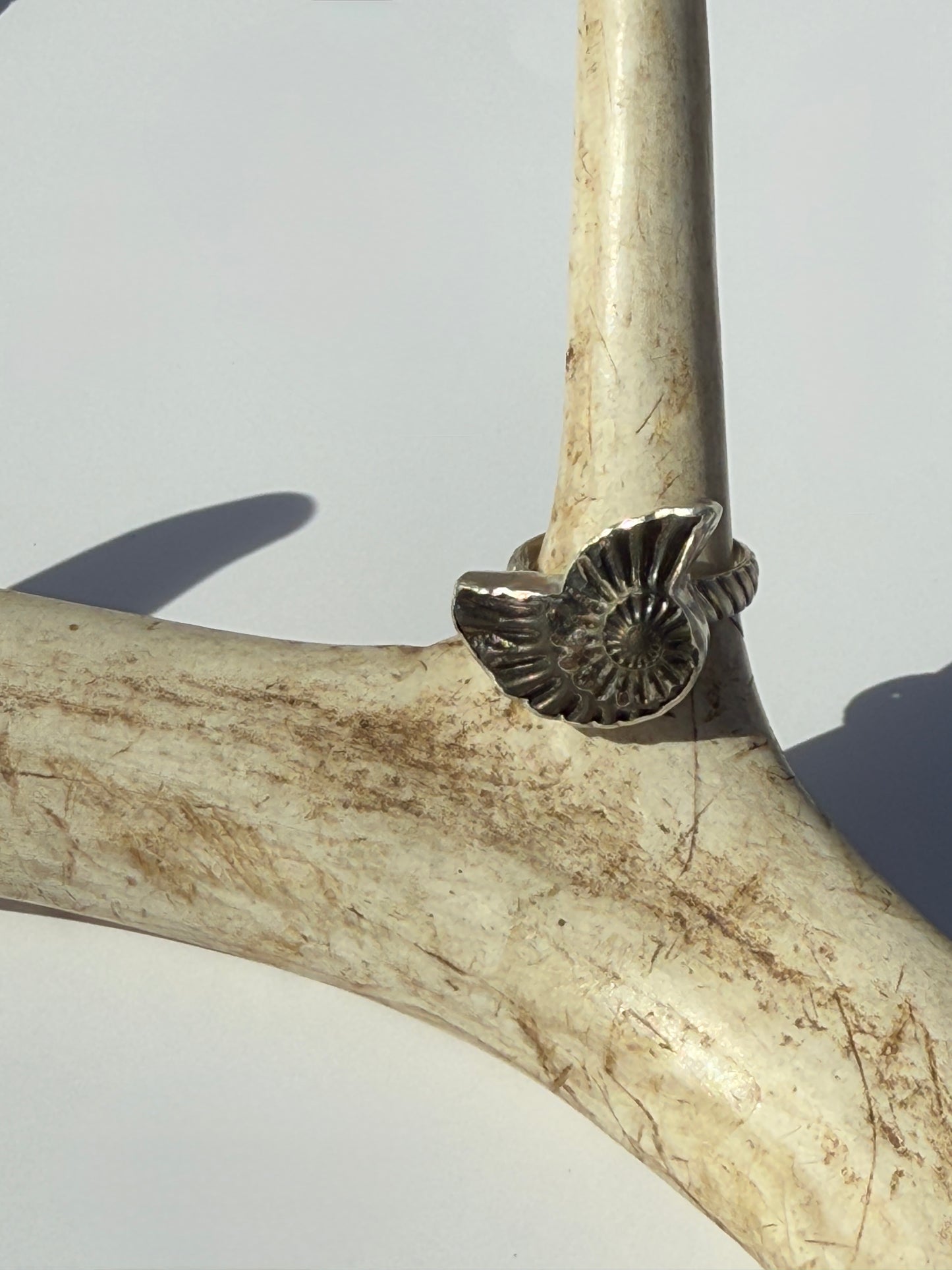 Eternal Spiral Ring: Sterling Silver & Pyritized Ammonite - size 6