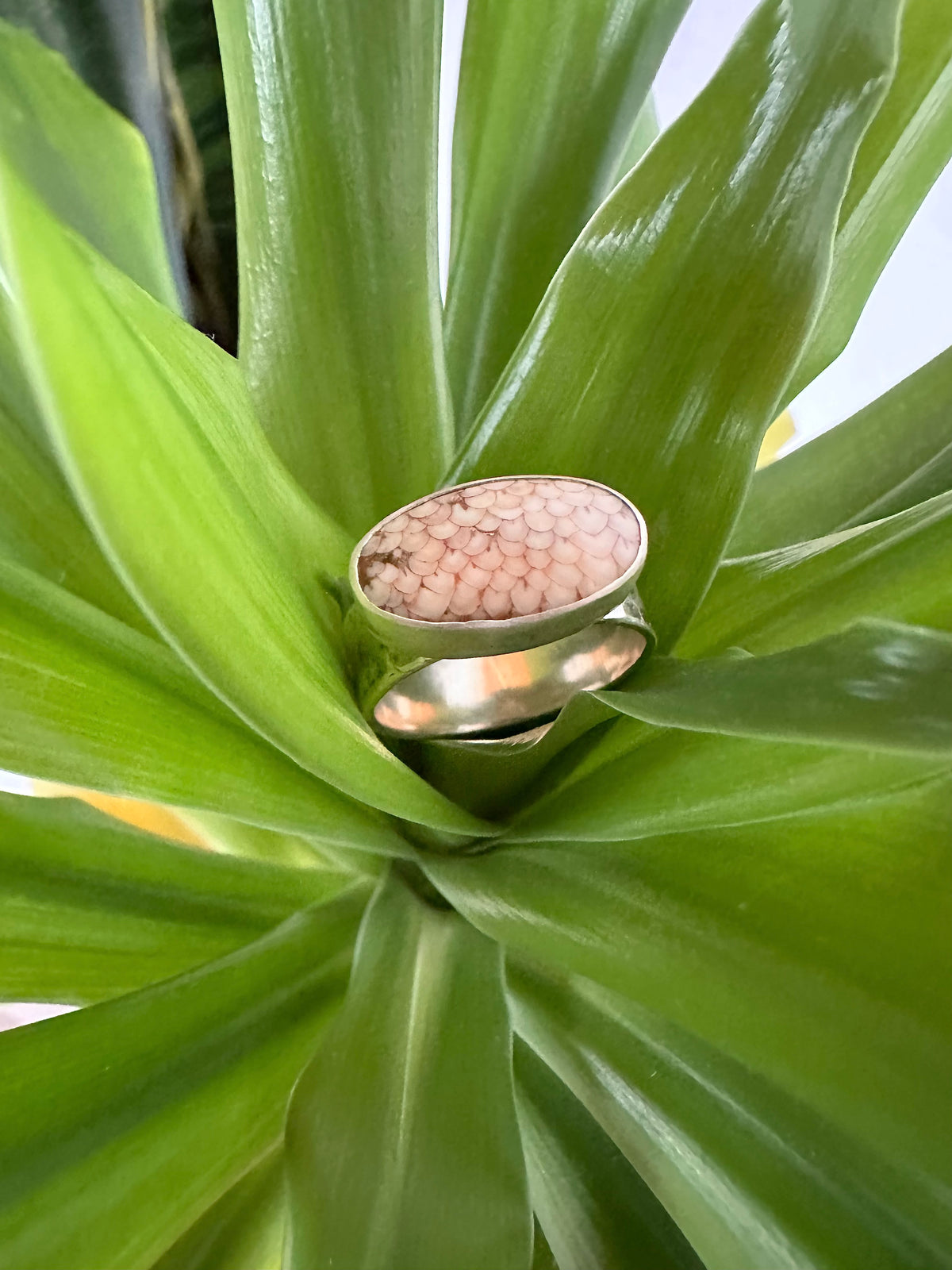Desert Trace Ring: Snakeskin Agate & Sterling Silver - size 6